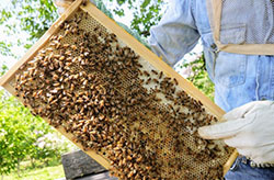 プロポリスの等級