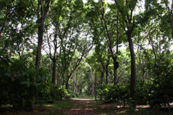 ブラジルのプロポリス